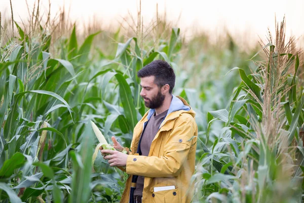 Agricultor em campo de milho — Fotografia de Stock