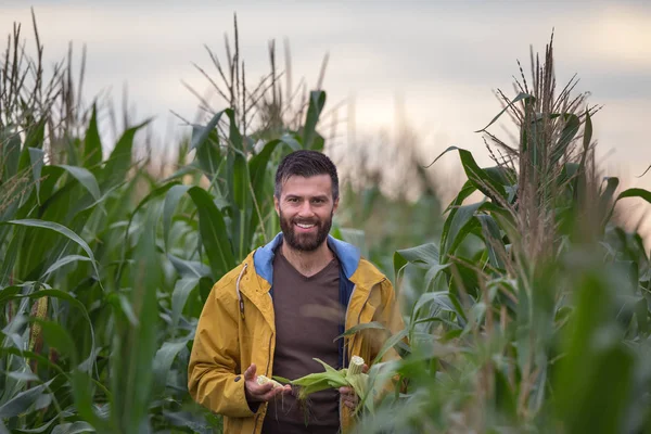 Agricultor en campo de maíz —  Fotos de Stock