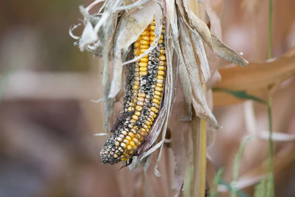 Corn rot disease — Stock Photo, Image