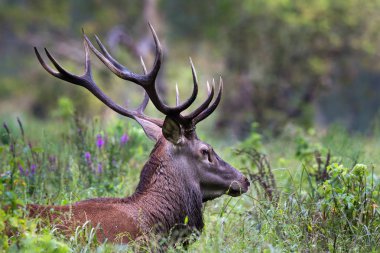kırmızı geyik portresi