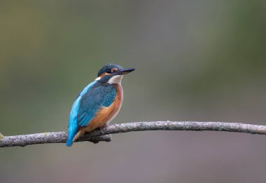 Kingfisher kuş dalı