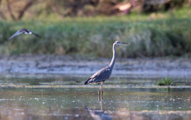 Sığ suda gri balıkçıl