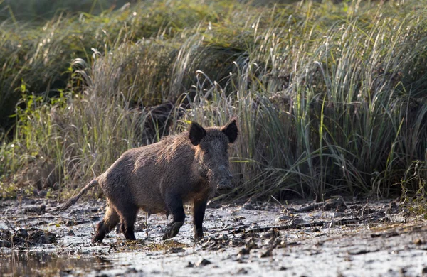 Wilde zwijnen in de modder — Stockfoto