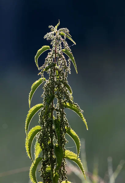 Isırgan otu bitki — Stok fotoğraf