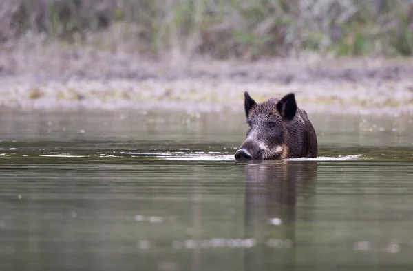 Wild boar in water — Stock Photo, Image