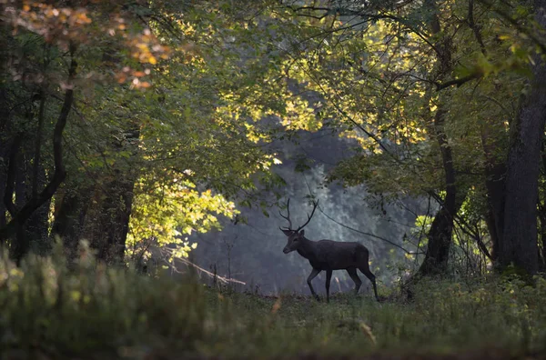 Red deer spaceru w lesie — Zdjęcie stockowe