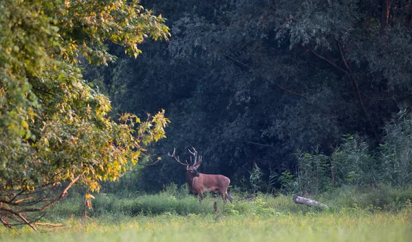 Красный олень стоит в лесу — стоковое фото