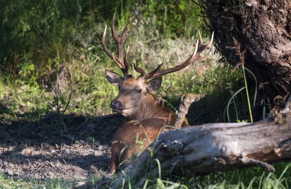 Cervo rosso sdraiato nella foresta — Foto Stock