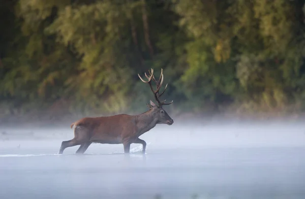Jelen, chůze ve vodě u lesa — Stock fotografie