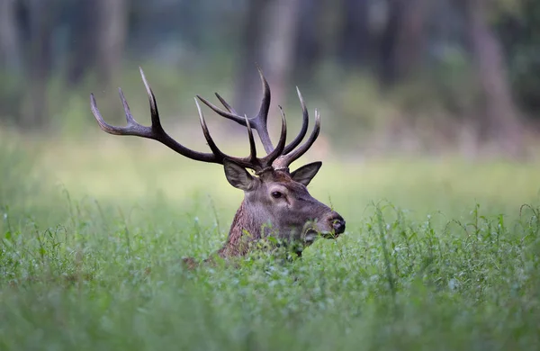 Red deer portrait — Stock Photo, Image
