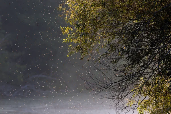Sciame di moscerini al tramonto nella foresta — Foto Stock