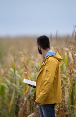Mısır alanında tablet ile çiftçi