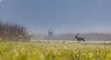 Red deer walking on meadow clipart