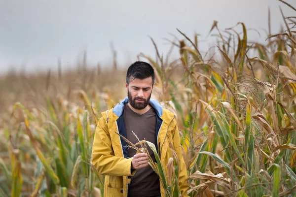 Landbouwer in maïsveld — Stockfoto