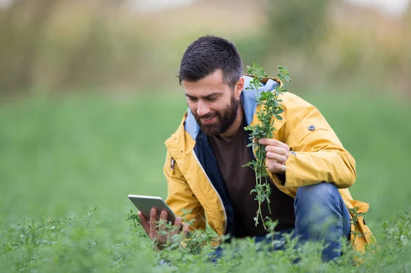 Agricoltore nel campo di trifoglio — Foto Stock