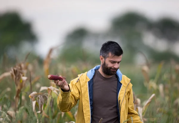 Фермер показывает початок кукурузы с болезнью — стоковое фото