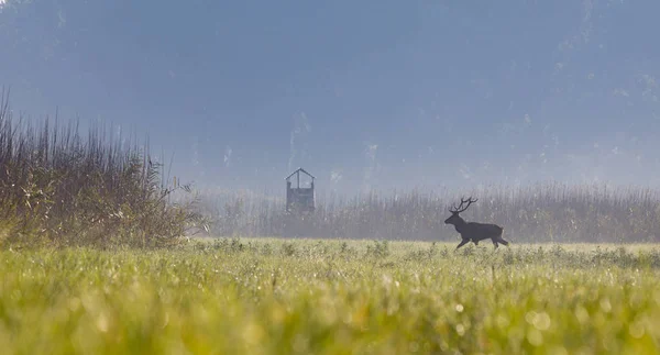 Ciervo rojo caminando en el prado —  Fotos de Stock