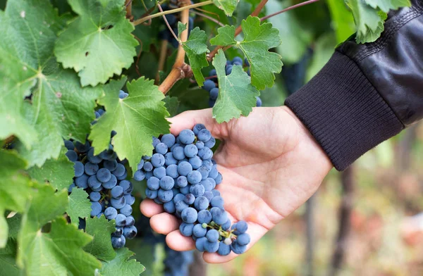 Homem que verifica uvas na vinha — Fotografia de Stock