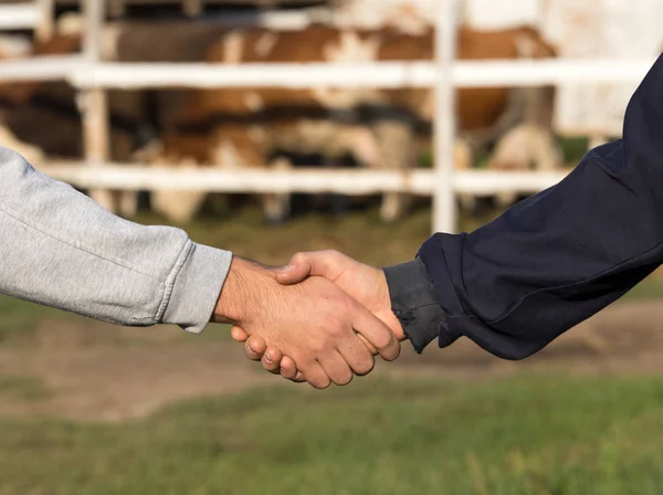 Agricultores apertando as mãos na frente o vacas — Fotografia de Stock