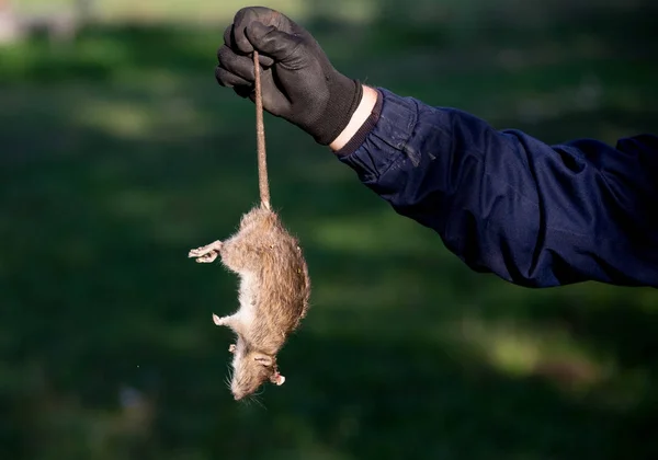 Agricultor sosteniendo rata muerta — Foto de Stock