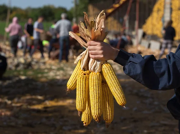 Corn cobs in farmer's hand — Stock Photo, Image