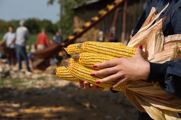 Pannocchie di mais in mano alla donna — Foto Stock