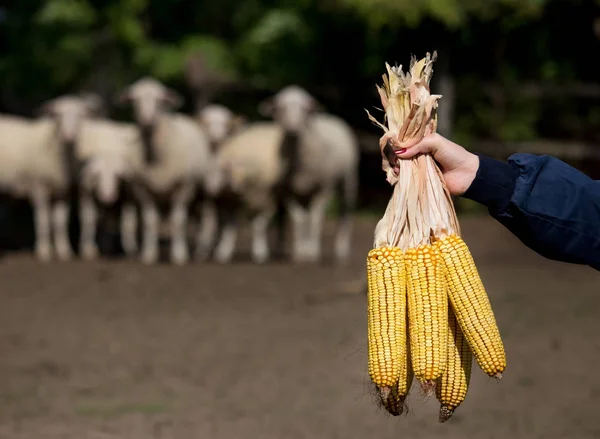 Maiskolben in der Hand des Bauern vor Schafen — Stockfoto