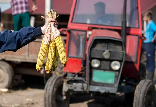 Maïskolven in farmer's hand met trekker achter — Stockfoto