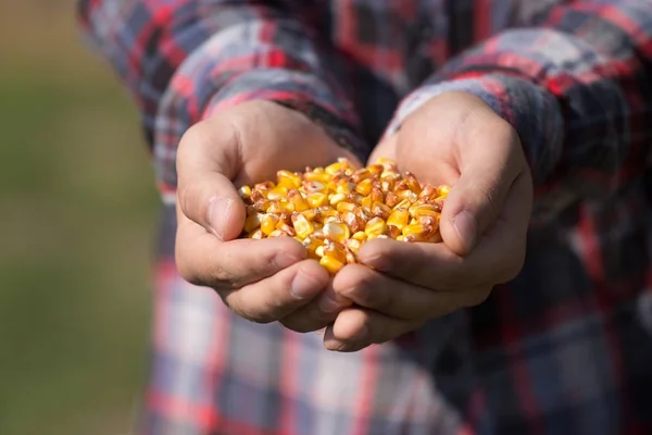Crn graines dans les mains des agriculteurs — Photo