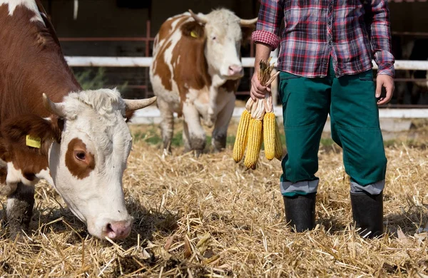 Farmer with corn cobs and cows — Stock Photo, Image