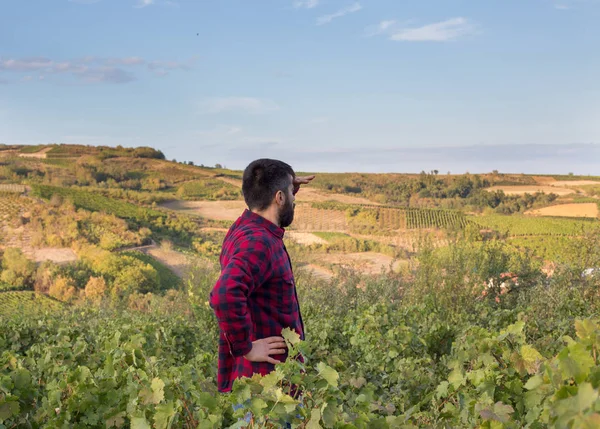 Agricultor en viñedo —  Fotos de Stock