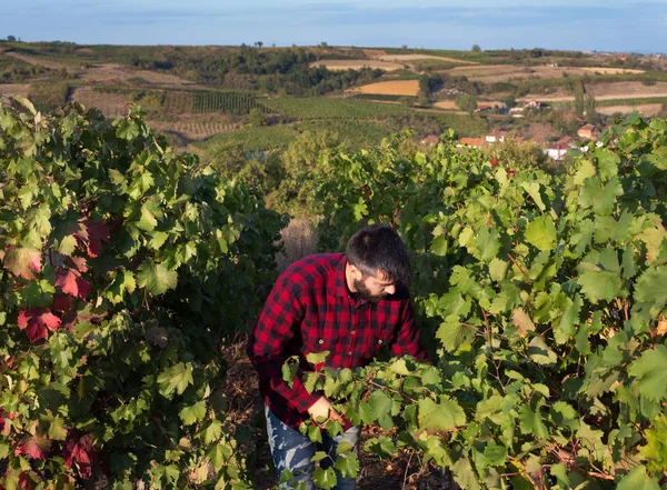 Agricultor en viñedo —  Fotos de Stock