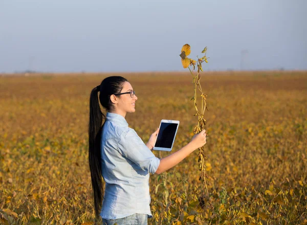 Boer meisje met Tablet PC- en soja stam — Stockfoto