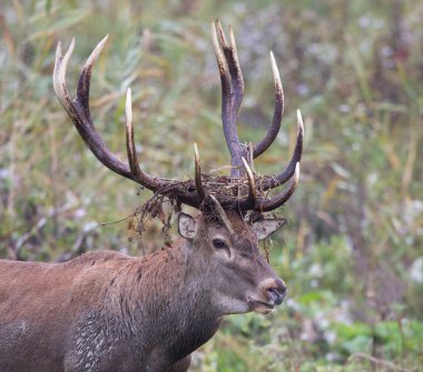 Kızıl geyik Portait