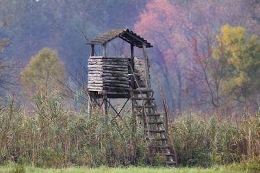 Watchtower ormanında sonbahar