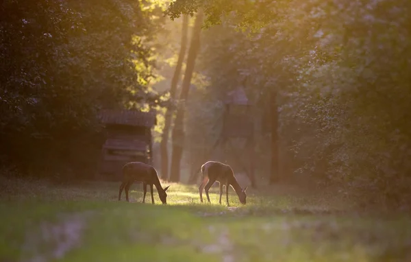 Hinds dans la forêt — Photo