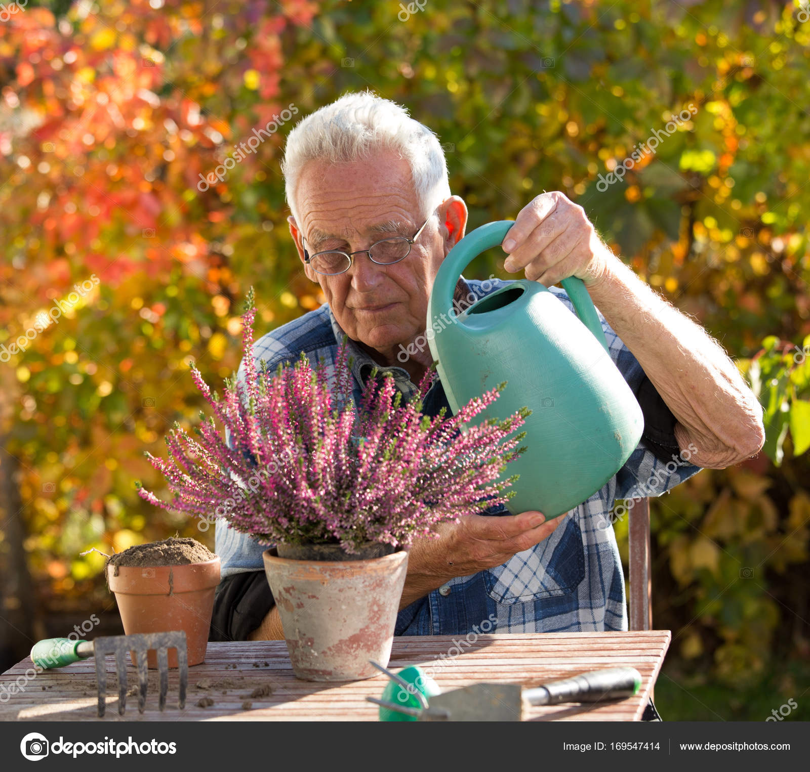 Old man watering plants Stock Photo by budabar 169547414