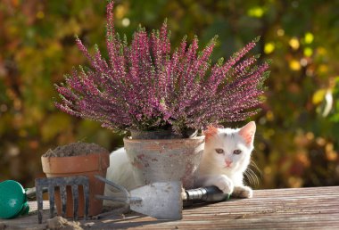 Bahçe masada oynarken küçük beyaz kedi