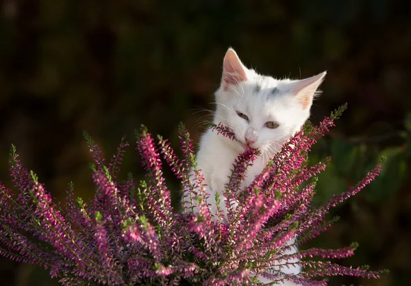 Маленькая белая кошка играет с цветами — стоковое фото