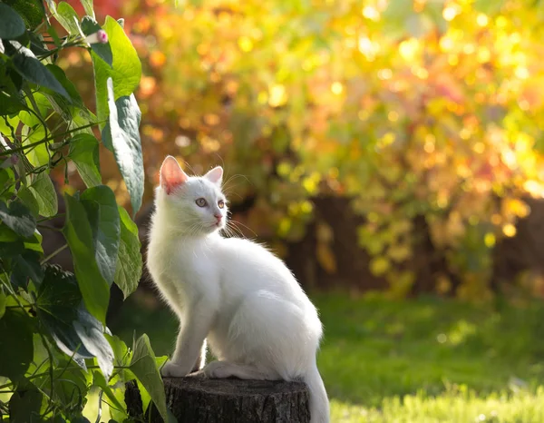 Kleine weiße Katze im Garten — Stockfoto