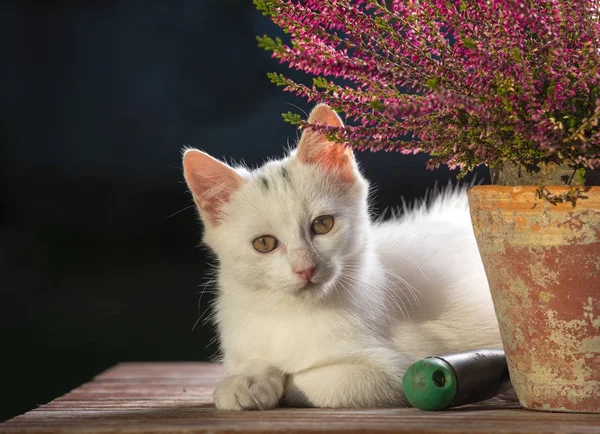 Симпатичная белая кошка рядом с цветком в саду — стоковое фото