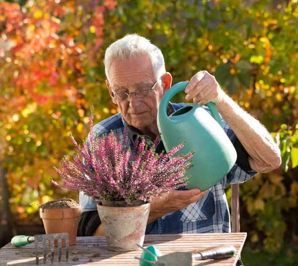 Старик поливает растения — стоковое фото