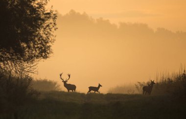 Silhouette Kızıl geyik ve hinds çayır üzerinde