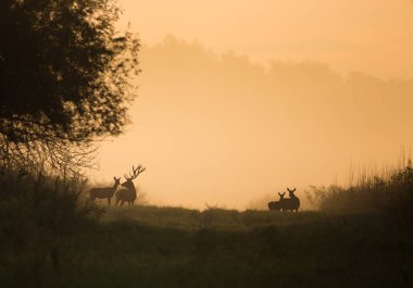 Silhouette Kızıl geyik ve hinds çayır üzerinde