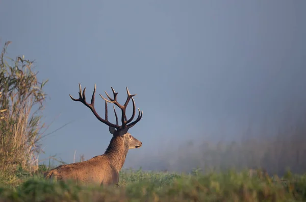 Rothirsch läuft auf Wiese — Stockfoto