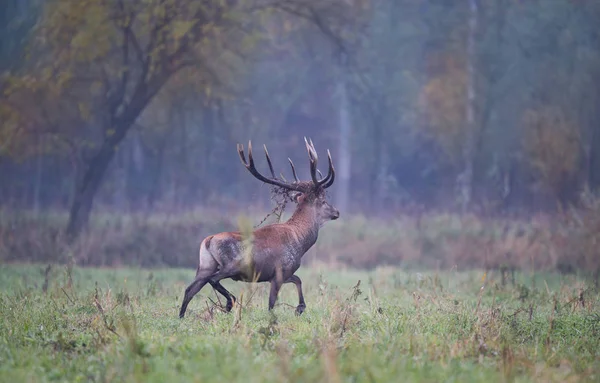 Kızıl geyik çayır üzerinde yürüme — Stok fotoğraf