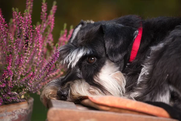 Lindo perro descansando en el jardín — Foto de Stock