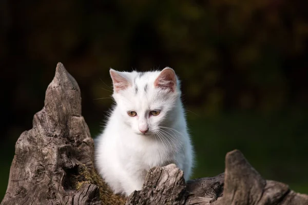 Маленькая белая кошка на пне — стоковое фото
