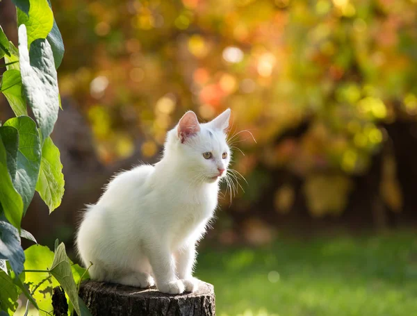 Pequeno gato branco no jardim — Fotografia de Stock