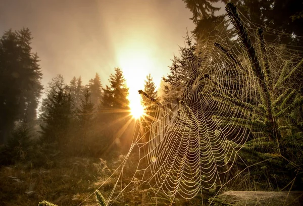 Spinnenweb in bos — Stockfoto